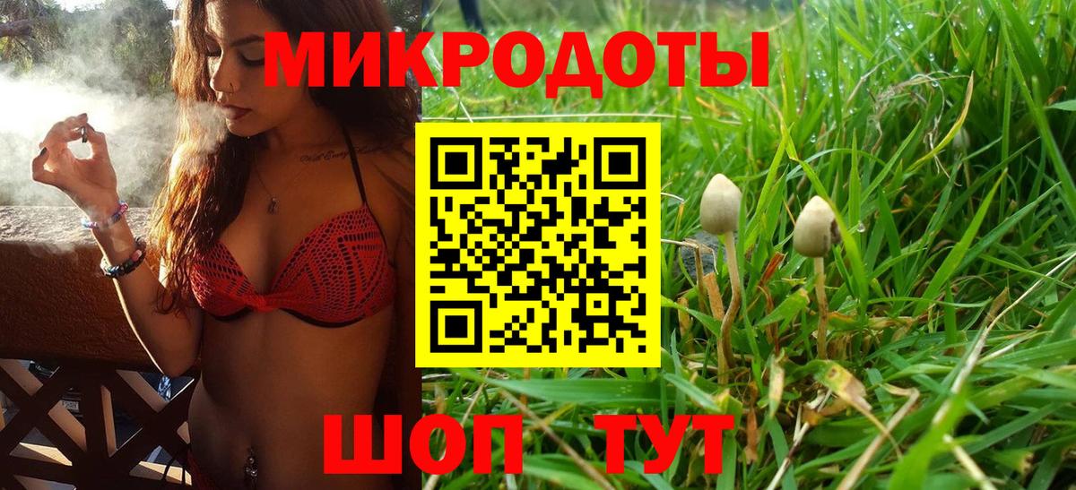 Псилоцибиновые грибы Psilocybe Малоярославец